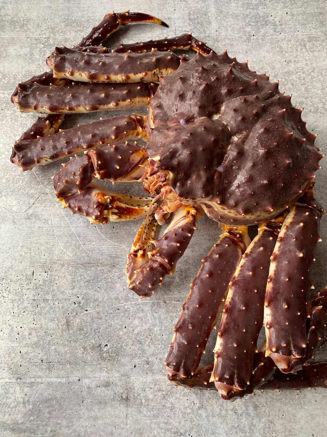 Live Norwegian Red King Crab Buy at Regalis Foods