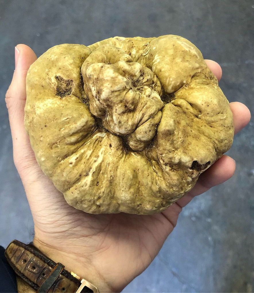 largewhitetruffle_1024x1024.jpg?v%5Cu003d1666793148