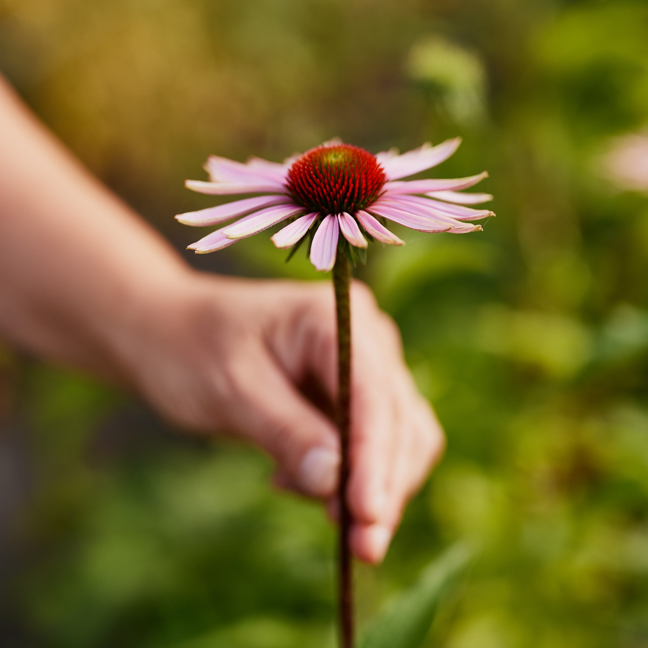 Early morning flower harvesting