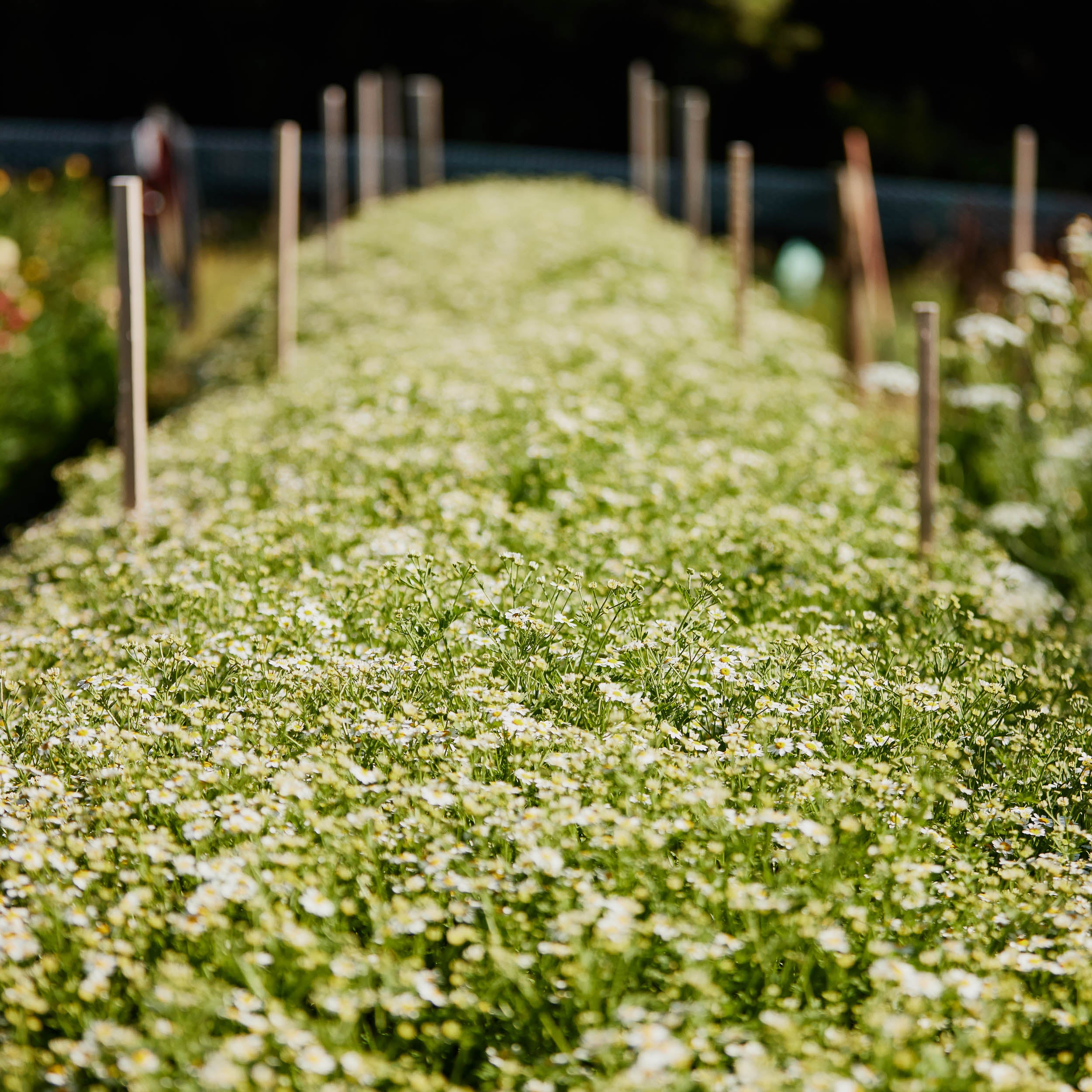 Flower Hedge