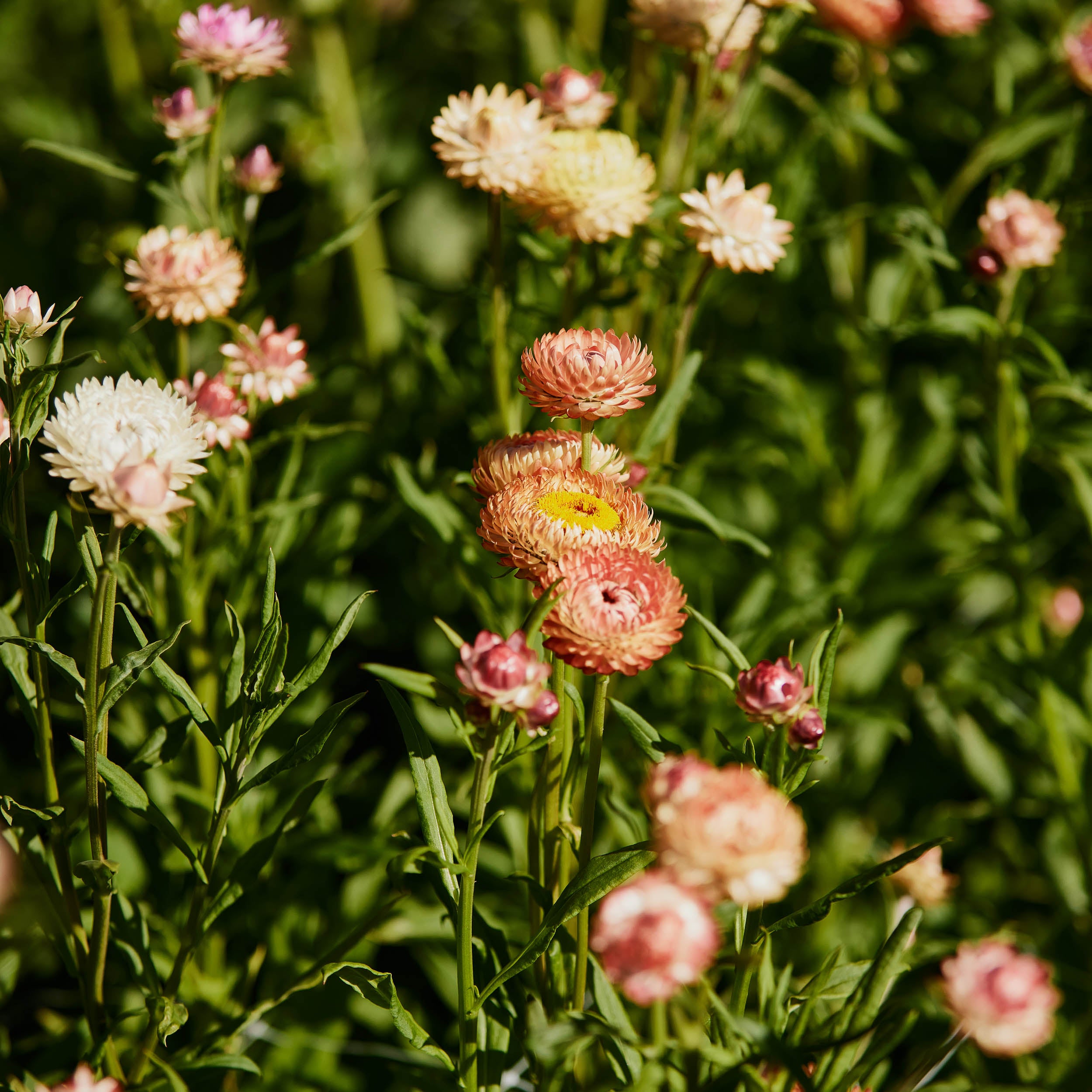 Strawflowers