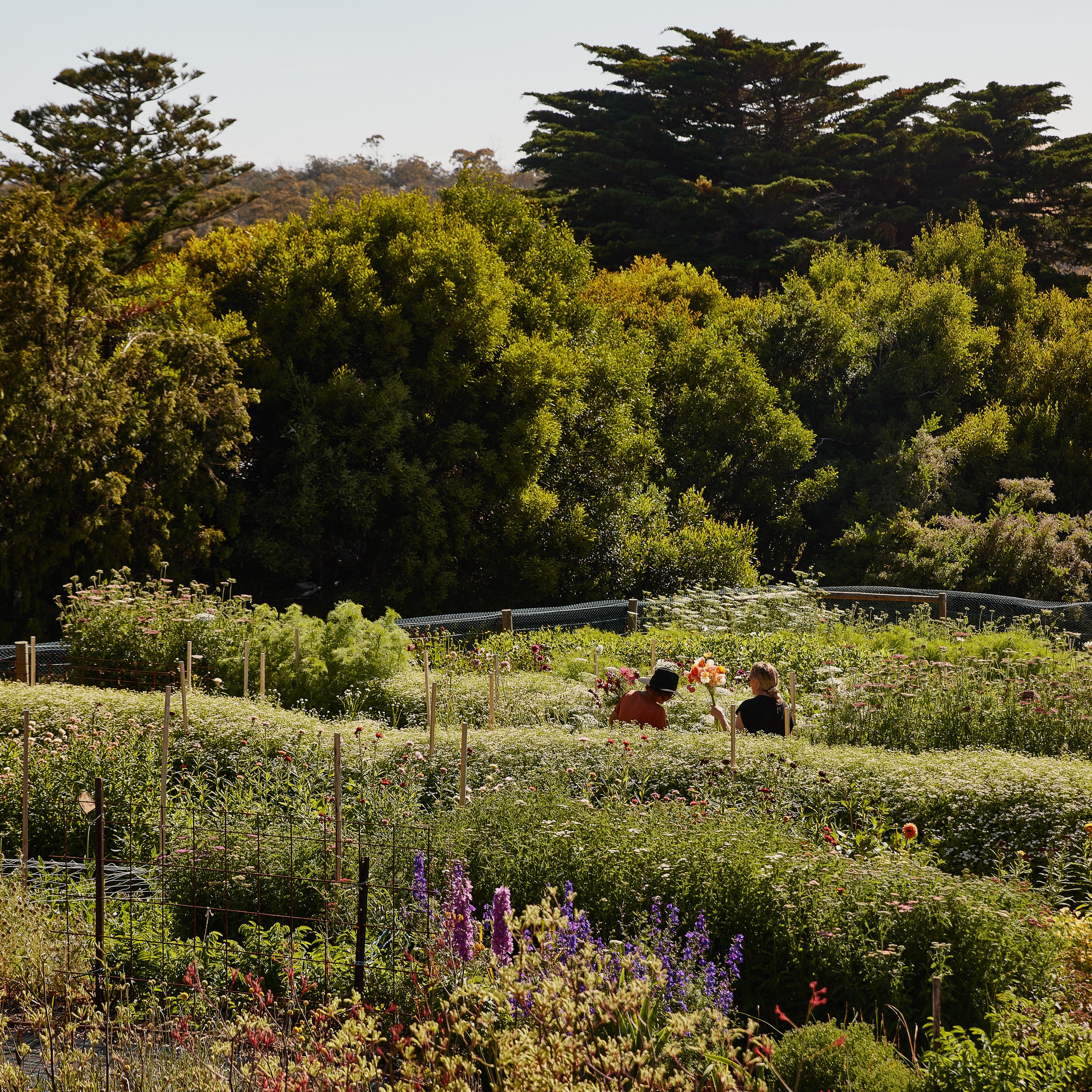 Clifton Blooms Flower Farm