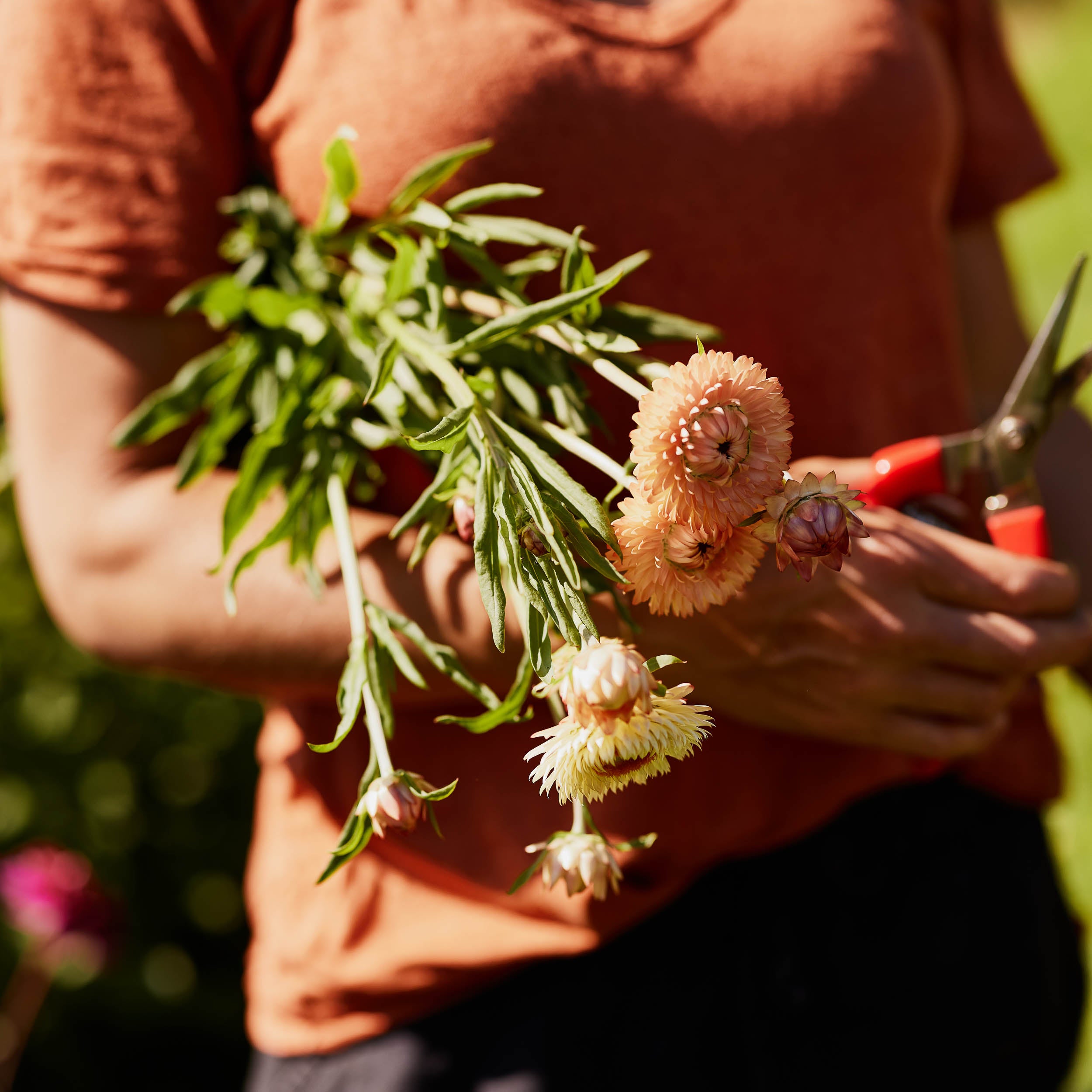 Cut Straw Flowers