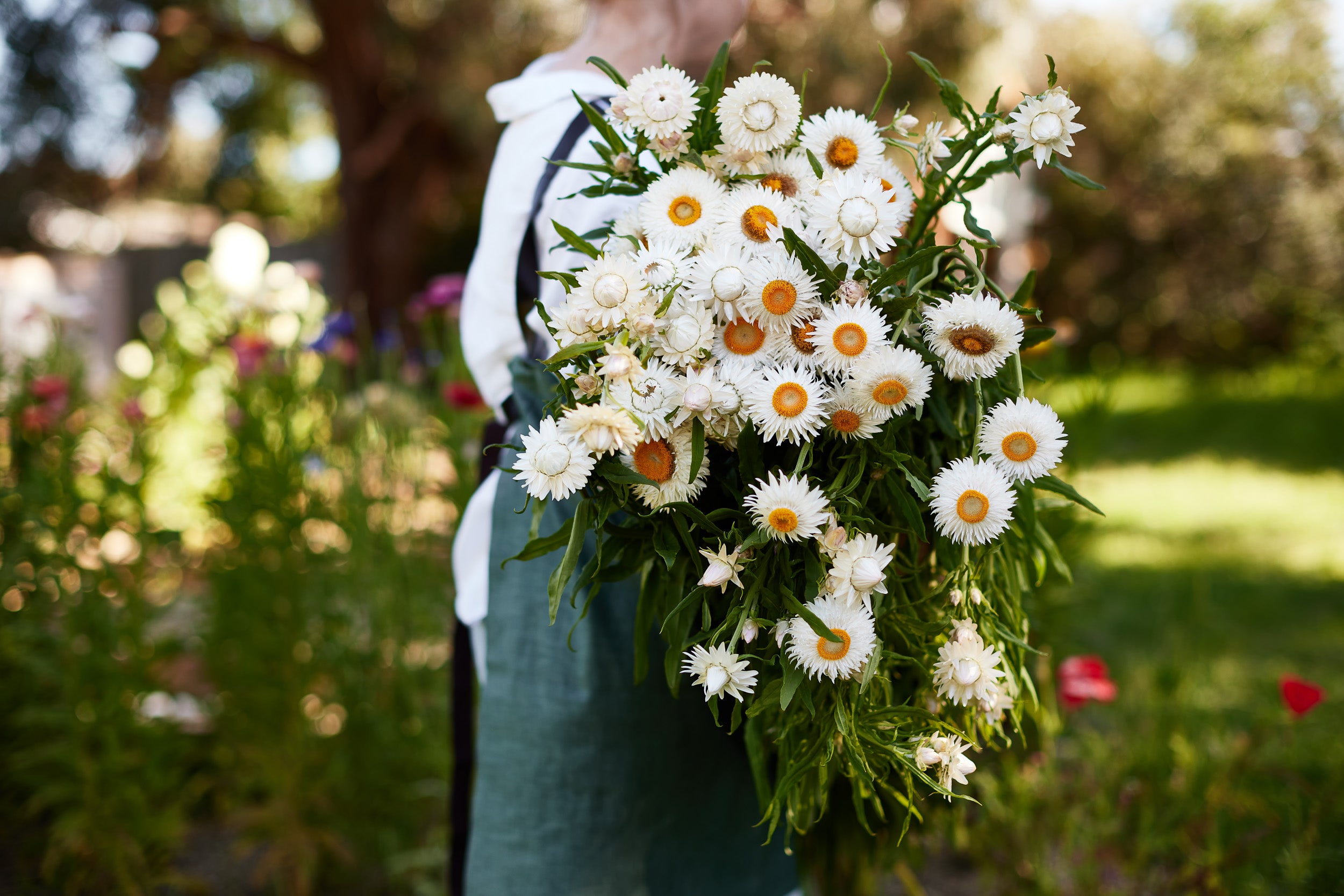 How to Grow Strawflowers: 5 Tips for Growing Strawflowers