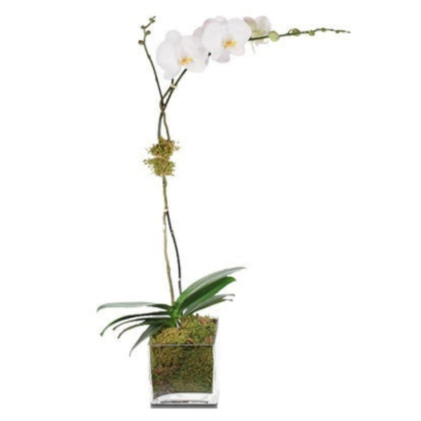 a white flower in a pot