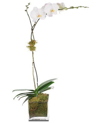 A premium white single-stem orchid by H.Bloom.