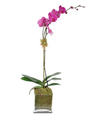 Single-Stem Orchid by H.Bloom, featuring the freshest purple orchid.