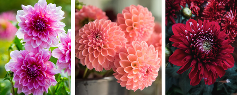 Purple, pink, and red dahlias in bloom.