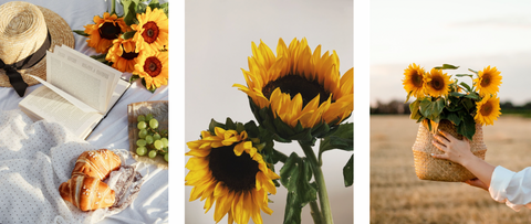 Beautiful blossomed sunflowers in different settings.