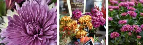 Blooming chrysanthemums in purple, yellow, red, and pink.