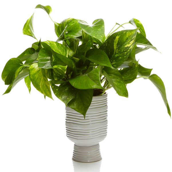 A Potted Pothos plant by H.Bloom.