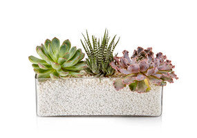 H.Bloom's Succulent Trough is a premium square vase arranged with premium succulents.