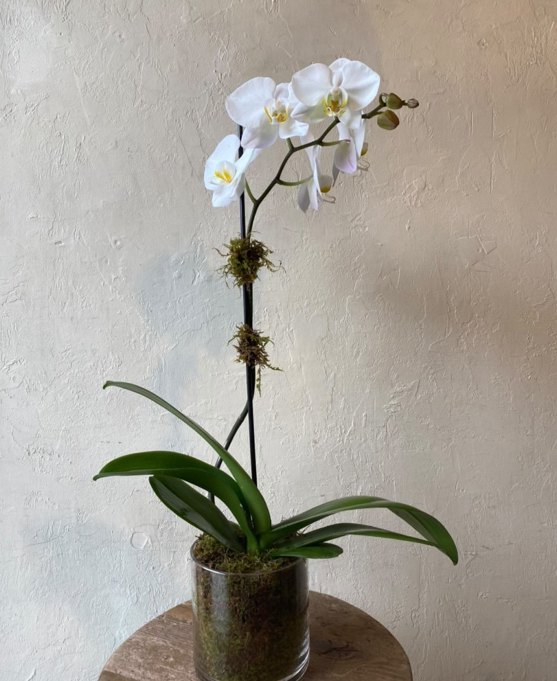 White Single-Stem Orchid Plant-image-1