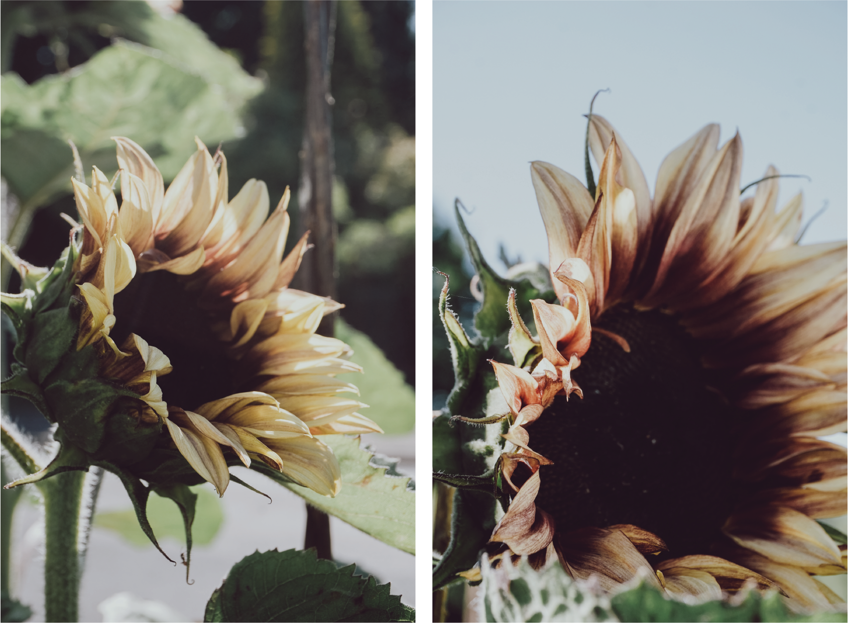 CHAPTER 2. SUNFLOWERS