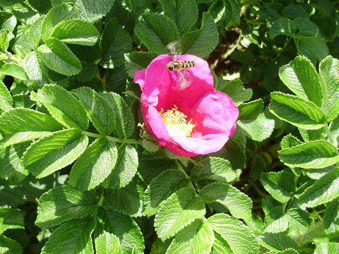 Rosa rugosa, Ramanas Rose, Japanese Rose