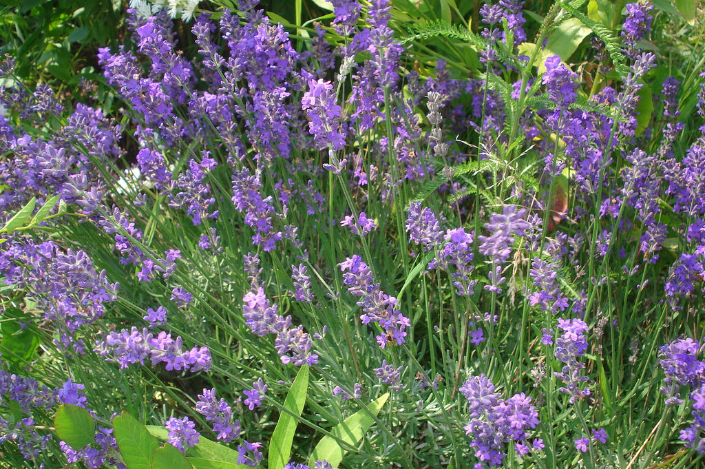 Lavandula Angustifolia English Lavender Vera Heirloom Perennial Ltd