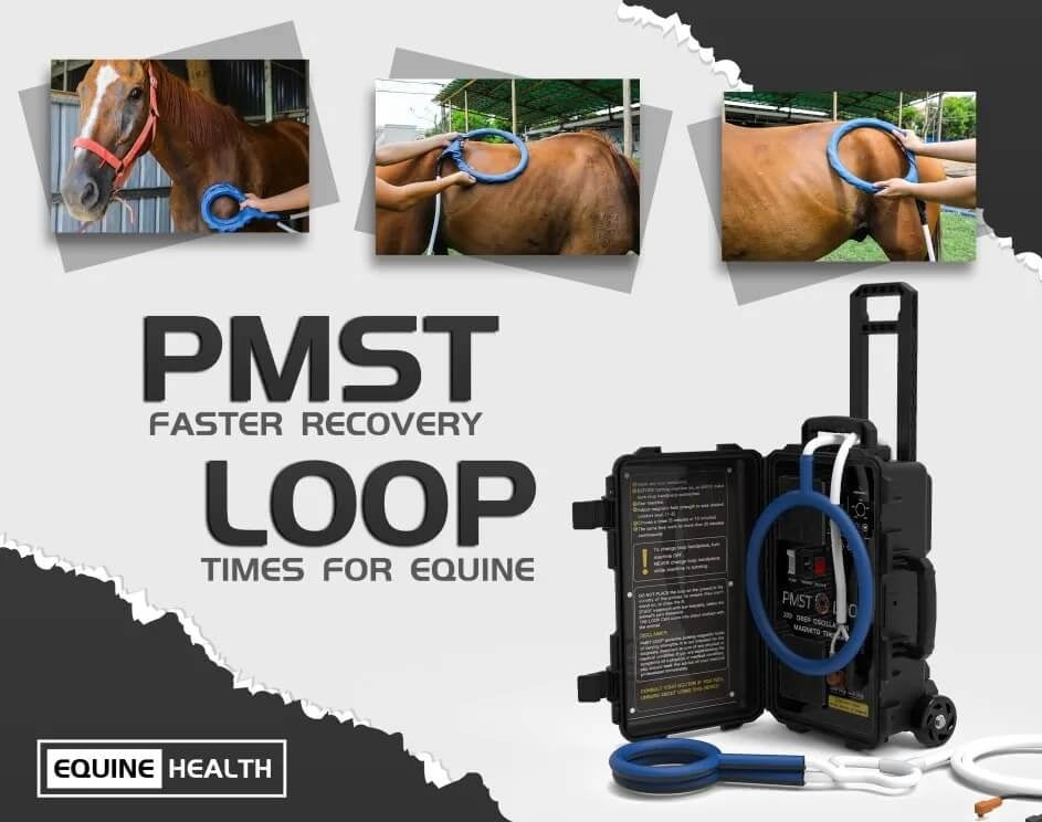 PEMF therapy machine treatment on horse