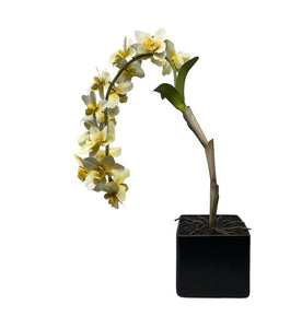 Tommy Mitchell Potted Fleur - Large Soft Yellow Orchid