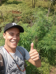 Cannabis Himalaya