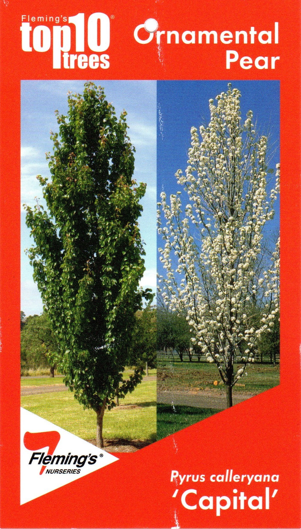 Capital Pear Trees Perth â Screening Trees WA