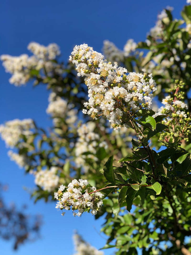 Crepe Myrtle - Tuscarora Trees Perth – Screening Trees WA