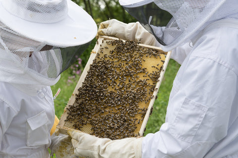 Pourquoi Est Ce Important De Proteger Les Abeilles Le Beau The