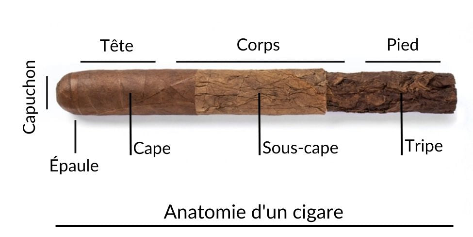 structure cigare