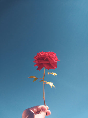 5 Health Benefits of Rose (Petals n' Hips) – Blume
