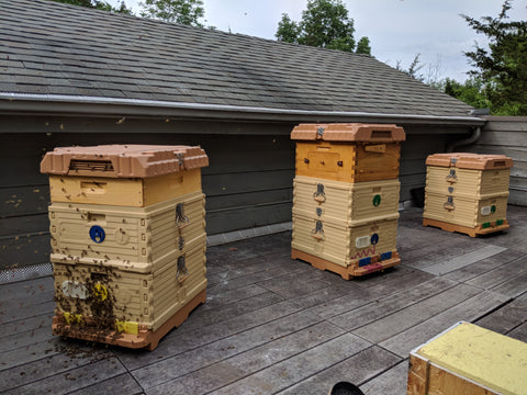 Apimaye bee hives with honey flow super