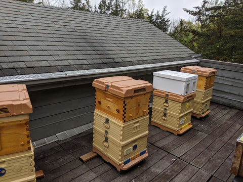 Apimaye hives with honey flow super