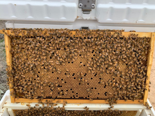 Excellent Brood Pattern