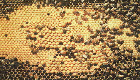 Healthy Brood Pattern