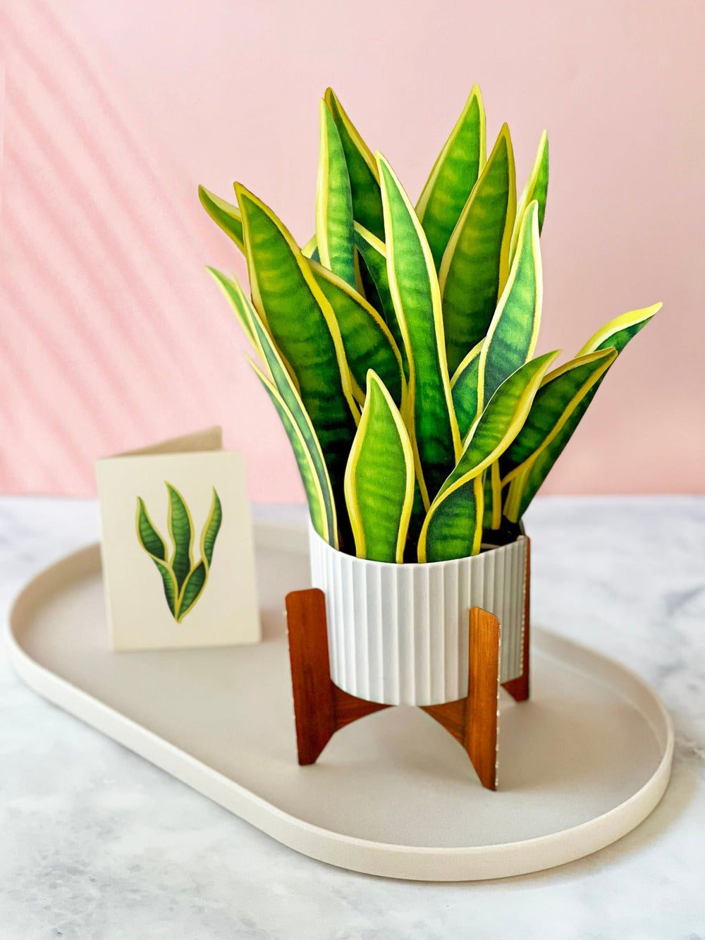 Snake Plant - FreshCut Paper