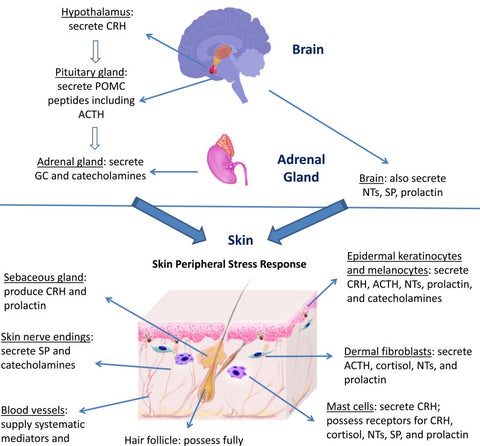 Central stress response and skin peripheral stress response.