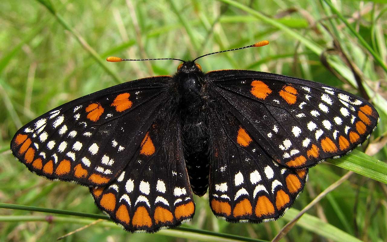 Baltimore Checkerspot