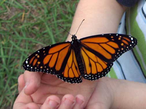 Monarch Butterfly