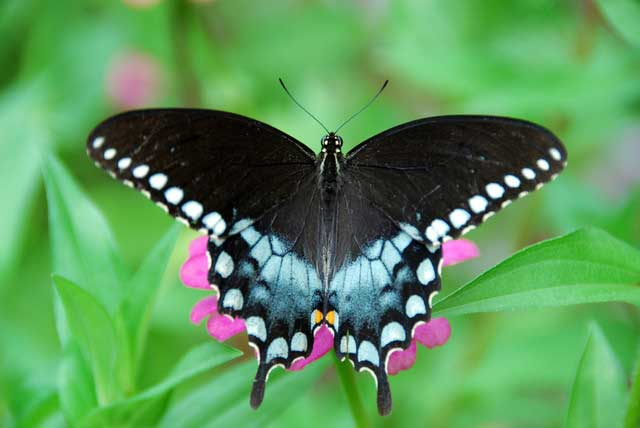 Spicebush Swallowtail Butterfly