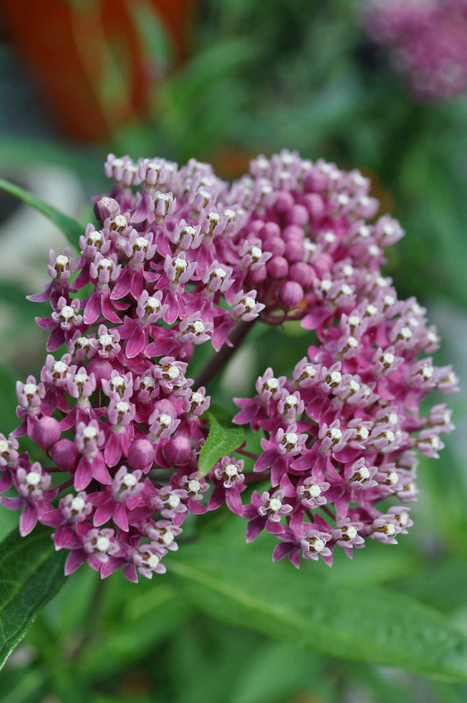 Asclepias incarnata Carmine-Rose | Cinderella | 50_Seeds – buyrareseeds