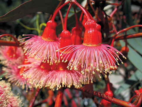 Eucalyptus, Rainbow Gum Tree (Eucalyptus deglupta) - 100 Seeds - Southern  Seed Exchange