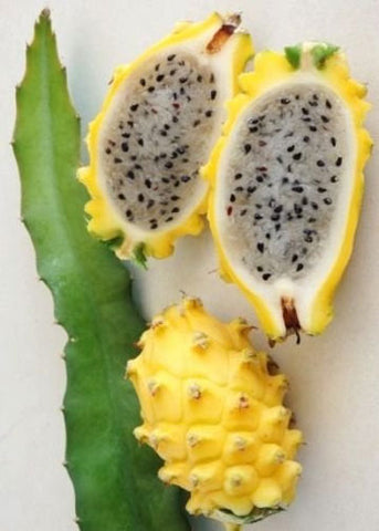 Dragon Fruit - Hylocereus triangularis – Smart Seeds Emporium