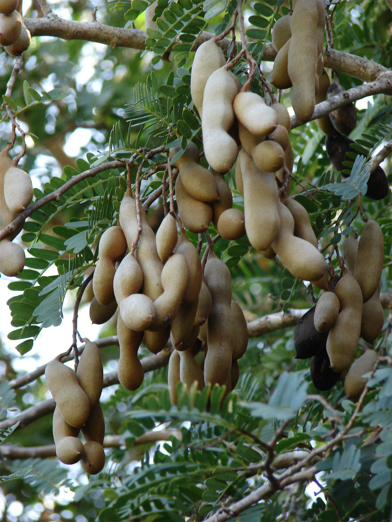 Tamarindus Indica Tamarind Tree 10 Seeds Buyrareseeds