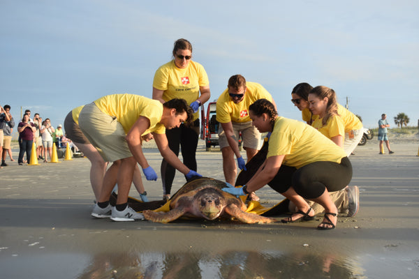people rescuing a sea turtle