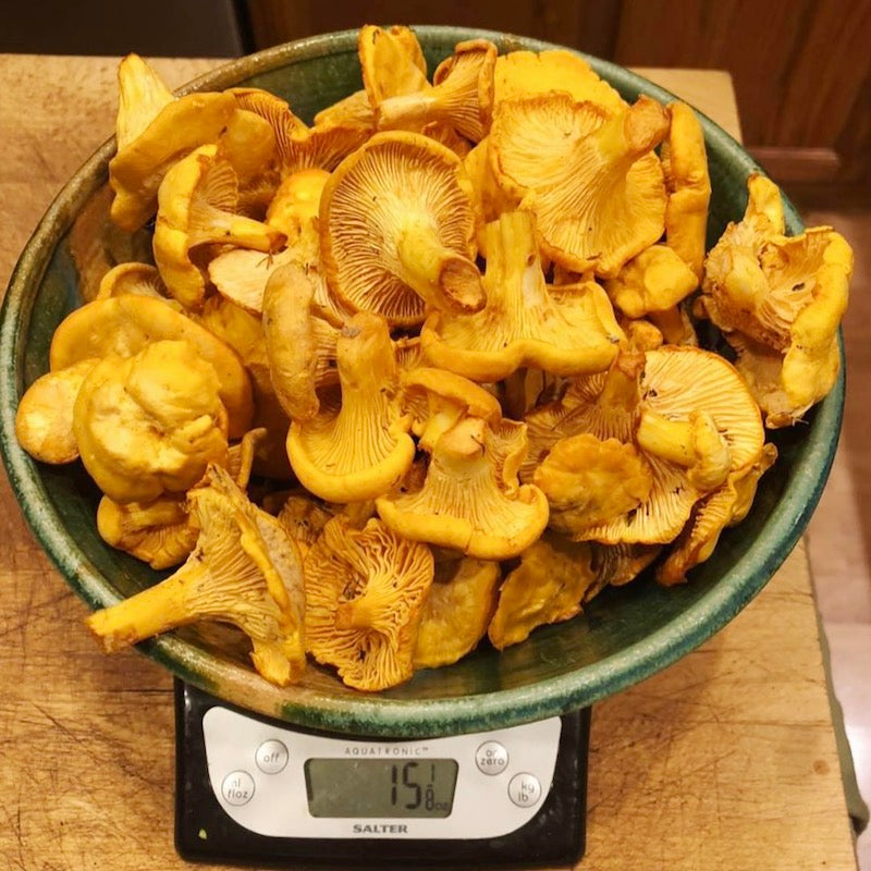 Keweenaw gourmet mushrooms from Superior Mycology