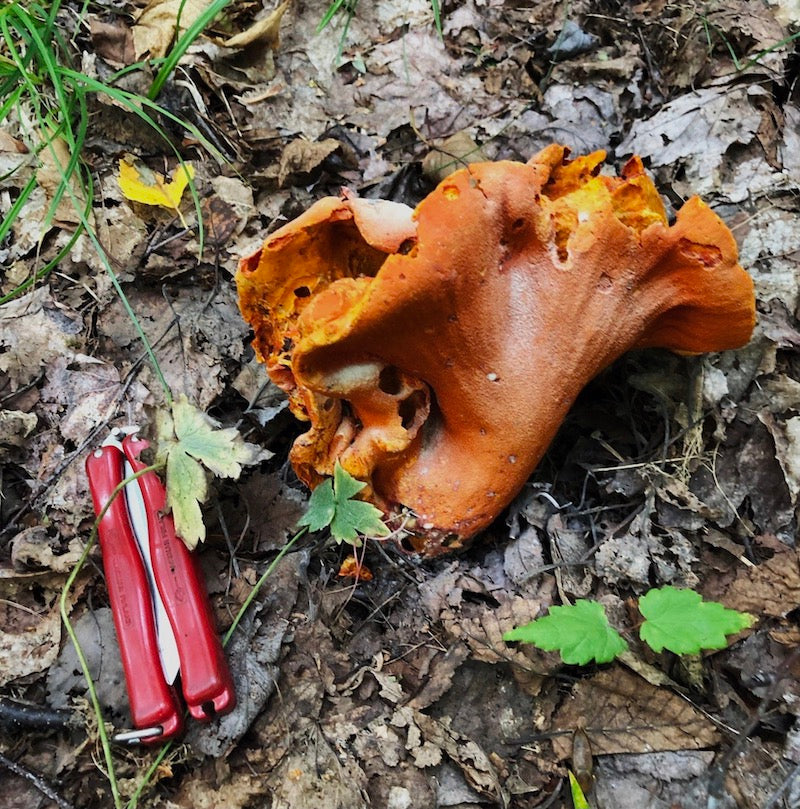 Lobster mushrooms foraged in the Keweenaw peninsula