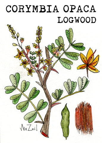 Corymbia Opaca