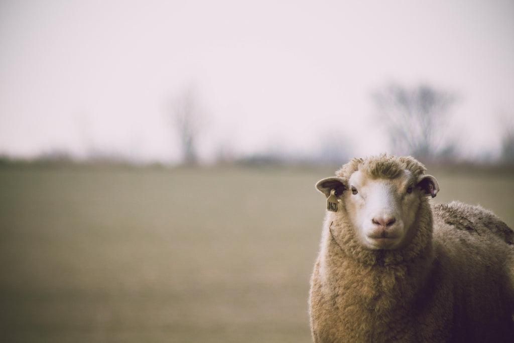 oveja para lana