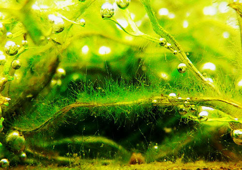 Green Fuzz Algae