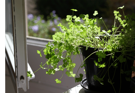 open window with a pot of herbs, and purple flowers and grass outoodrs