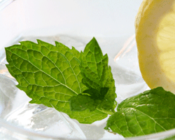 lemon slice and mint leaves in a cup with ice and water