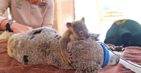 Amazoncom Koala Bracelet Koala Jewelry for Girls Just A Girl Who Loves Koala  Bracelet Koala Lover Gifts  Clothing Shoes  Jewelry